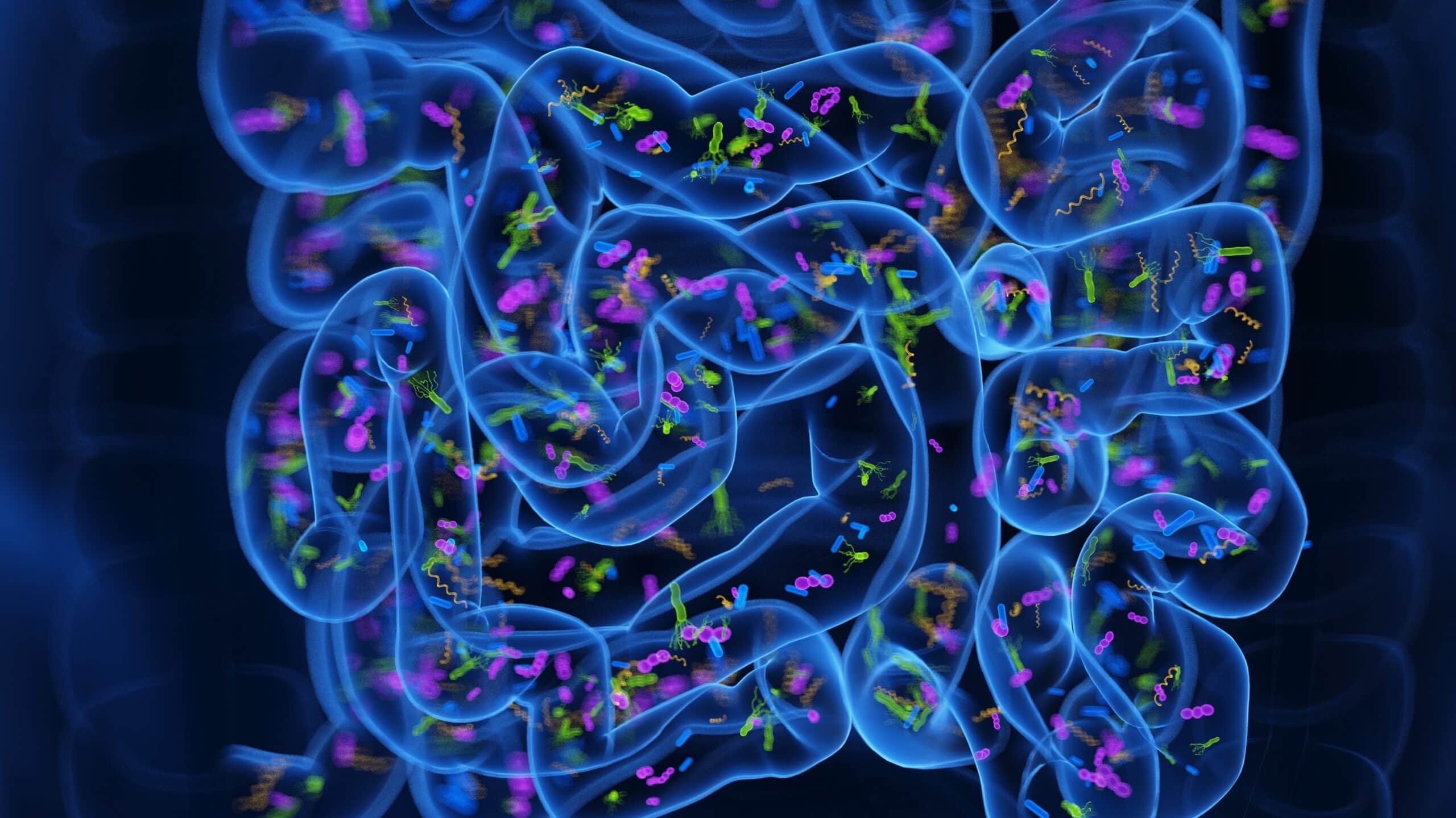 3d,rendered,medical,illustration,of,the,microbiome,of,the,small